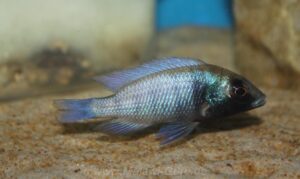 Placidochromis sp. 'phenochilus gissel' Chiofu Bay
