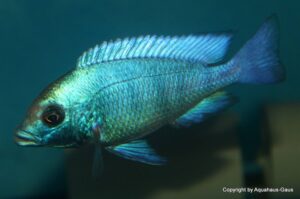 Placidochromis sp. 'phenochilus gissel' Gome-Galerie Placidochromis sp. 'phenochilus gissel' Arten
