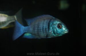 Placidochromis sp. 'phenochilus gissel' Gome
