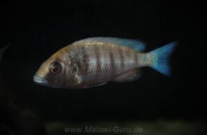 Placidochromis sp. 'phenochilus gissel' Gome