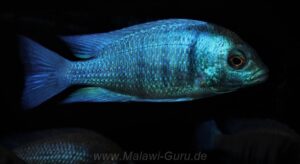 Placidochromis sp. 'phenochilus gissel' Gome