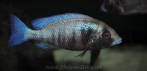 Placidochromis sp. 'phenochilus gissel' Gome
