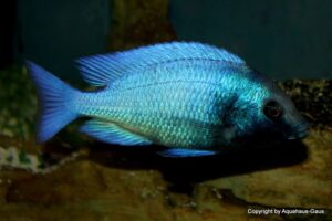 Placidochromis sp. 'phenochilus gissel'