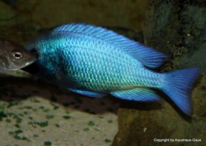 Placidochromis sp. 'phenochilus gissel' Gome