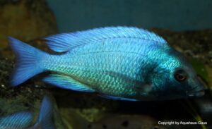 Placidochromis sp. 'phenochilus gissel' Gome