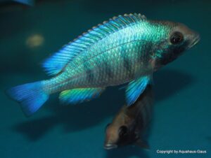 Placidochromis sp. 'phenochilus gissel' Gome