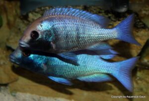 Placidochromis sp. 'phenochilus gissel' Gome