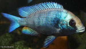 Placidochromis sp. 'phenochilus gissel' Ntekete