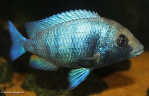 Placidochromis sp. 'phenochilus gissel' Ntekete-Galerie Placidochromis sp. 'phenochilus gissel'