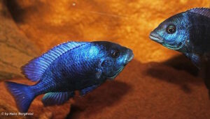Placidochromis sp. 'phenochilus gissel' Ntekete