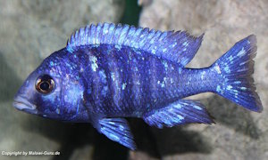 Placidochromis sp. 'phenochilus tanzania'