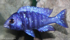 Placidochromis sp. 'phenochilus tanzania'