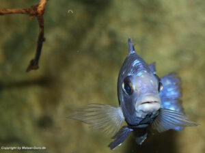 Placidochromis sp. 'phenochilus tanzania' Lupingu