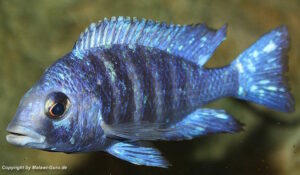 Placidochromis sp. 'phenochilus tanzania'