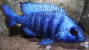 Placidochromis sp. 'phenochilus tanzania'