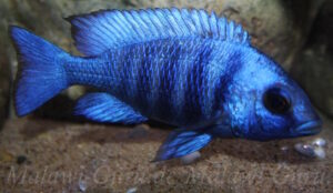 Placidochromis sp. 'phenochilus tanzania' Lupingu