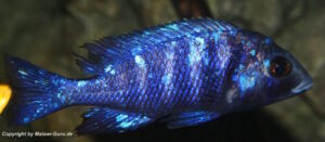 Placidochromis sp. 'phenochilus tanzania' Lupingu
