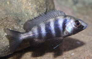 Placidochromis sp. 'phenochilus tanzania' Lupingu