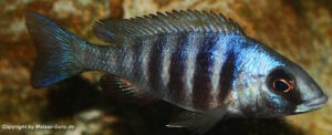 Placidochromis sp. 'phenochilus tanzania' Lupingu