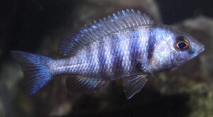 Placidochromis sp. 'phenochilus tanzania' Lupingu