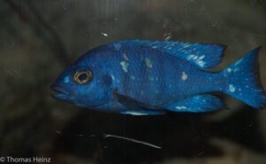 Placidochromis sp. 'phenochilus tanzania' Makonde
