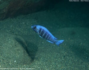 Placidochromis sp. 'phenochilus tanzania'