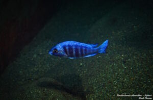 Placidochromis sp. 'phenochilus tanzania' Ngwasi
