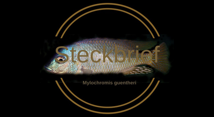 Mylochromis guentheri
