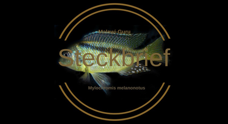 Mylochromis melanonotus