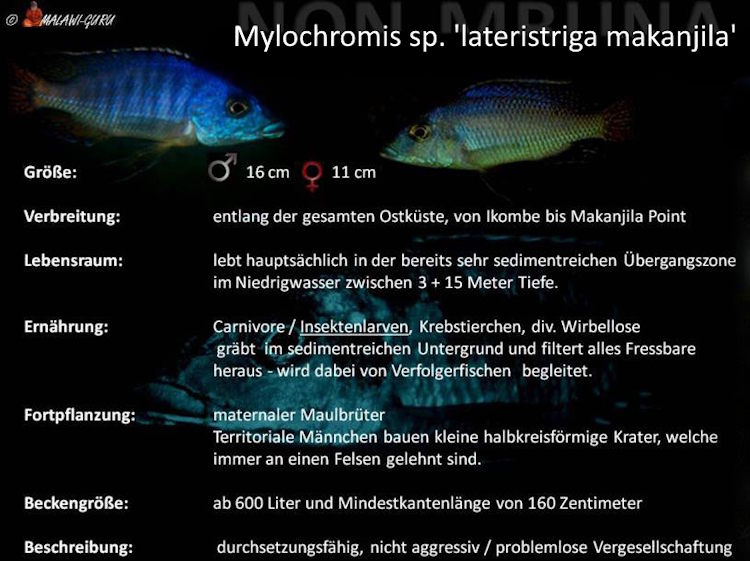 Die Artentafel zu Mylochromis sp. 'lateristriga makanjila''lateristriga makanjila' Mylochromis sp. 'lateristriga makanjila'