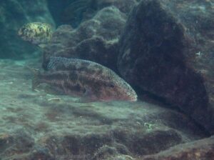 Nimbochromis linni 'Mbenji Island'
