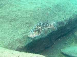 Nimbochromis linni 'Mbenji Island'