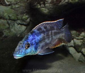 Nimbochromis linni 'Mbenji Island'