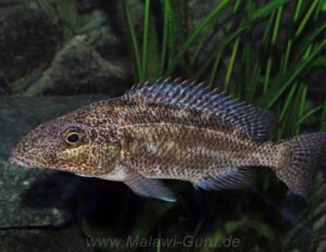 Nimbochromis linni 'Mbenji Island'