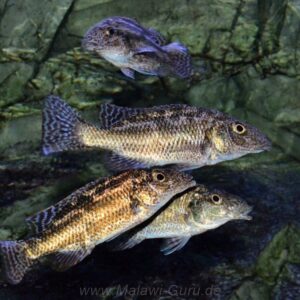 Nimbochromis linni 'Mbenji Island'