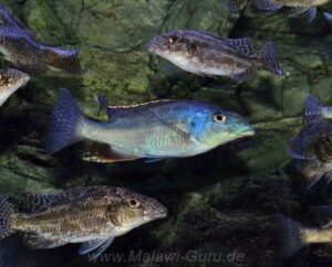 Nimbochromis linni 'Mbenji Island'