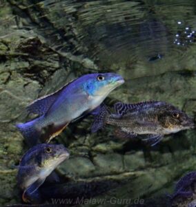 Nimbochromis linni 'Mbenji Island'