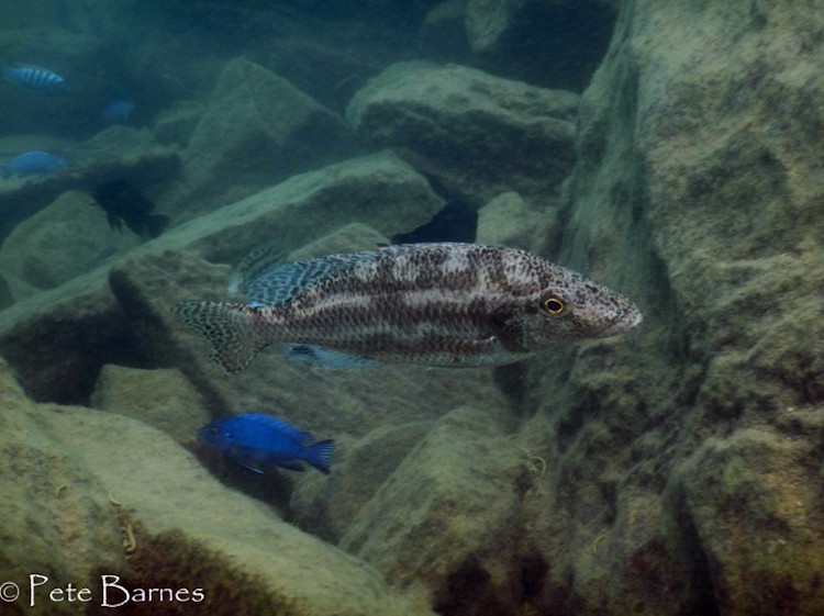 Nimbochromis linni 'Nakantenga Island''Nakantenga Island' Nimbochromis linni 'Nakantenga Island'