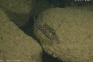Nimbochromis linni 'Namalenje Island'