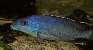 Nimbochromis linni 'Nkhata Bay'