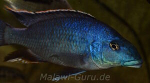 Nimbochromis linni 'Nkhata Bay'