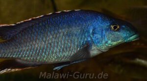 Nimbochromis linni 'Nkhata Bay'
