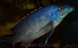 Nimbochromis linni 'Nkhata Bay'
