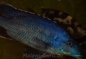 Nimbochromis linni 'Nkhata Bay'