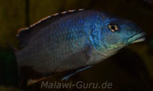 Nimbochromis linni 'Nkhata Bay'