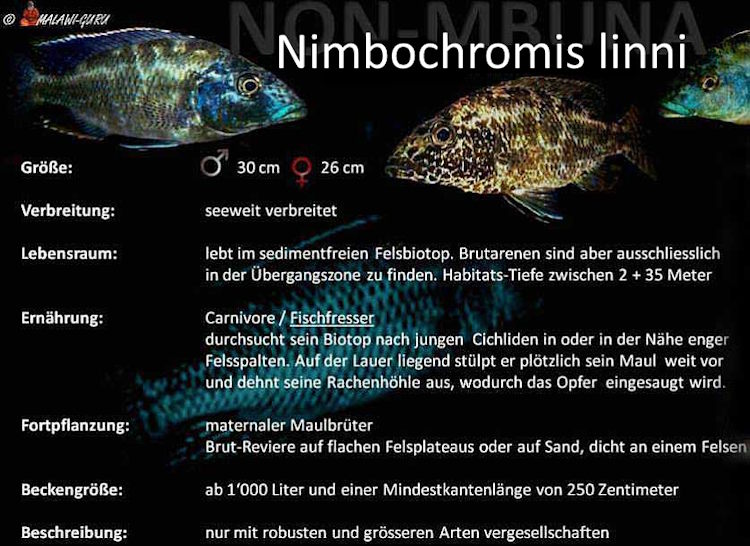 Artentafel zu Nimbochromis linni Nimbochromis linni