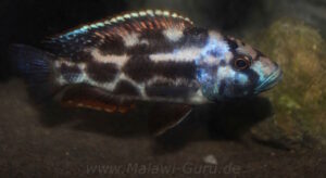 Nimbochromis livingstonii
