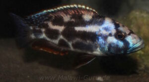 Nimbochromis livingstonii 'Border'