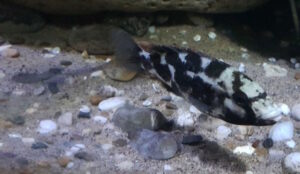 Nimbochromis livingstonii 'Border'