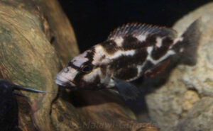 Nimbochromis livingstonii 'Border'